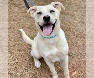 Mutt Dogs for adoption in Opelika, AL, USA