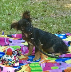 Medium Photo #1 Papshund Puppy For Sale in Jefferson, TX, USA