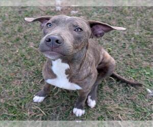 Mutt Dogs for adoption in Conroe, TX, USA