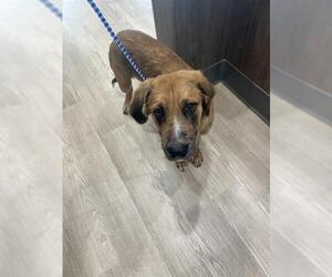 Labrador Retriever Dogs for adoption in Pearland, TX, USA