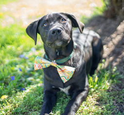 Mastiff Dogs for adoption in Huntsville, AL, USA