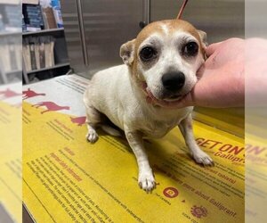 Chihuahua-Unknown Mix Dogs for adoption in Opelika, AL, USA
