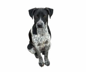 Mutt Dogs for adoption in Tuscaloosa, AL, USA
