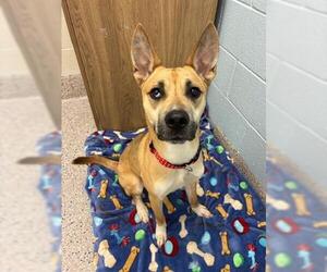 German Shepherd Dog Dogs for adoption in Brighton, CO, USA