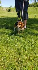 Beagle Dogs for adoption in Trenton, MO, USA