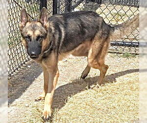 German Shepherd Dog-Unknown Mix Dogs for adoption in Houston, TX, USA