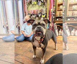 Bulldog-Unknown Mix Dogs for adoption in Chester, NJ, USA