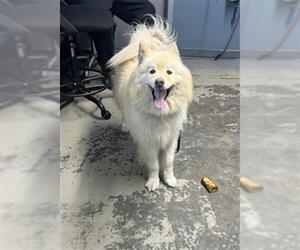 Pomsky Dogs for adoption in Tallahassee, FL, USA