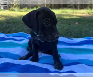 Labrador Retriever-Unknown Mix Dogs for adoption in The Woodlands, TX, USA