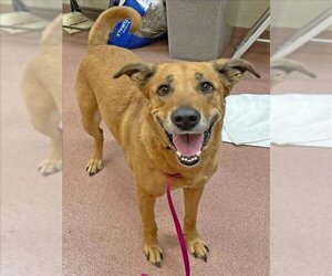Shepradors Dogs for adoption in Ogden, UT, USA