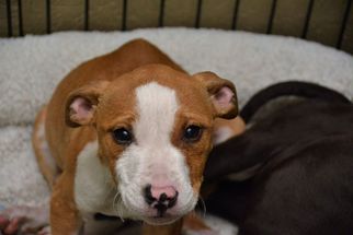 Medium Photo #1 Bulldog-Unknown Mix Puppy For Sale in Athens, AL, USA