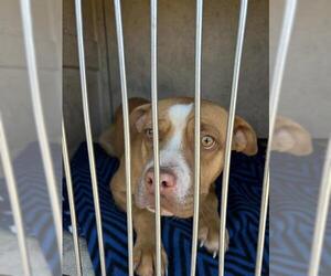American Bulldog-Unknown Mix Dogs for adoption in Oklahoma City, OK, USA