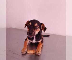 Chihuahua-Unknown Mix Dogs for adoption in Arlington, WA, USA