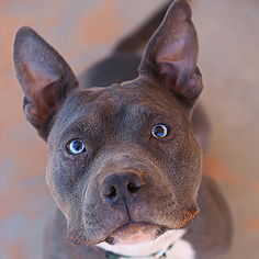 Bulldog Dogs for adoption in Kanab, UT, USA