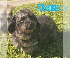 Doodle Dogs for adoption in Plantation, FL, USA