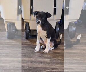 American Pit Bull Terrier-Unknown Mix Dogs for adoption in New London, WI, USA