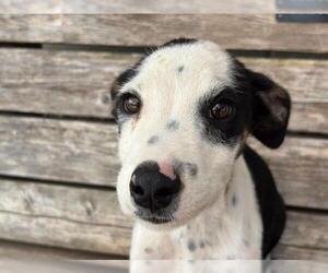 American Pit Bull Terrier-Unknown Mix Dogs for adoption in Tulsa, OK, USA