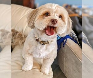 Shih-Poo Dogs for adoption in Omaha, NE, USA