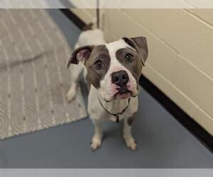American Pit Bull Terrier Dogs for adoption in Denver, CO, USA