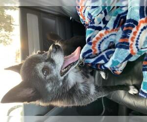 Chiranian Dogs for adoption in Gulfport, MI, USA