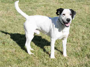 Dalmatian-Labrador Retriever Mix Dogs for adoption in Modesto, CA, USA