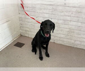 Labrador Retriever Dogs for adoption in San Bernardino, CA, USA