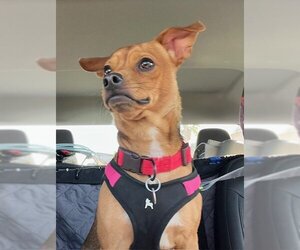 Chiweenie Dogs for adoption in Nassau bay, TX, USA