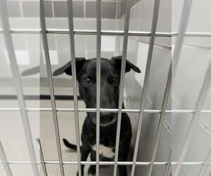 Labrador Retriever-Unknown Mix Dogs for adoption in Las Vegas, NV, USA
