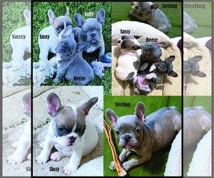 French Bulldog Dogs for adoption in Anaheim Hills, CA, USA