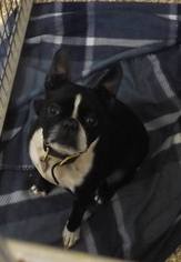 Boston Terrier Dogs for adoption in Martinsburg, WV, USA