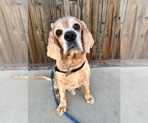 Cocker Spaniel Dogs for adoption in Sherman Oaks, CA, USA