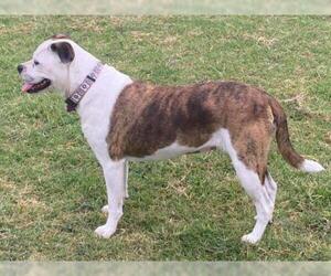 Boxer-Unknown Mix Dogs for adoption in North Richland Hills, TX, USA