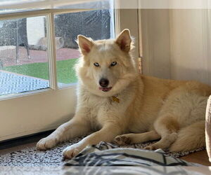 Siberian Husky-Unknown Mix Dogs for adoption in Pasadena, CA, USA