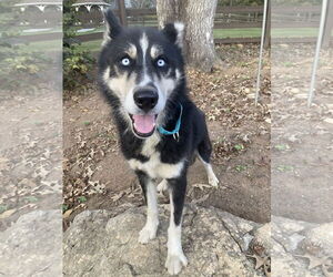 Siberian Husky Dogs for adoption in Cumming, GA, USA