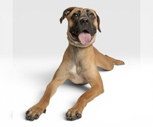 Medium Photo #1 Boxer Puppy For Sale in Rowlett, TX, USA
