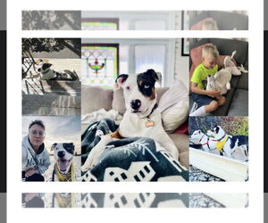 Catahoula Leopard Dog-Unknown Mix Dogs for adoption in Oakhurst, NJ, USA