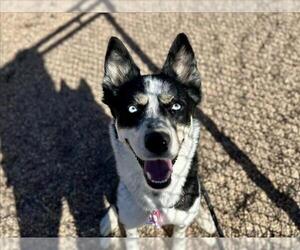 Siberian Husky-Unknown Mix Dogs for adoption in Fort Collins, CO, USA