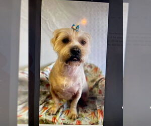 Maltese-Unknown Mix Dogs for adoption in Mt. Laurel, NJ, USA