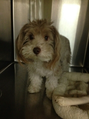 Havanese Dogs for adoption in Wyoming, MI, USA