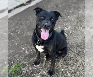 American Pit Bull Terrier-Unknown Mix Dogs for adoption in Modesto, CA, USA