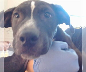 Medium Photo #3 Mutt Puppy For Sale in Sacramento, CA, USA