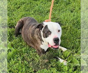 American Pit Bull Terrier Dogs for adoption in Woodland, CA, USA