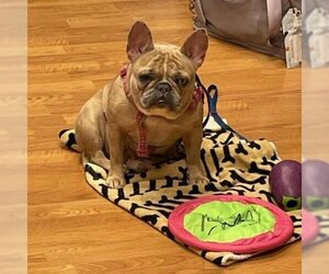 French Bulldog Dogs for adoption in Madison, WI, USA