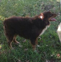 Australian Shepherd Dogs for adoption in Baileyton, AL, USA