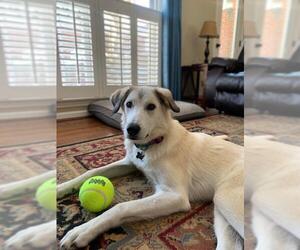Anatolian Shepherd-Great Pyrenees Mix Dogs for adoption in Greenville, SC, USA