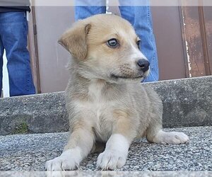 Boxer Dogs for adoption in Pasadena, TX, USA