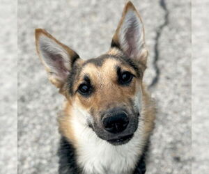 German Shepherd Dog-Unknown Mix Dogs for adoption in Jefferson, WI, USA