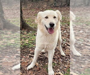 Golden Labrador Dogs for adoption in Genesee, WI, USA