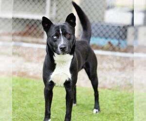 Siberian Husky-Unknown Mix Dogs for adoption in Camarillo, CA, USA