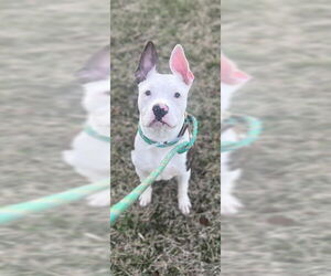 Mutt Dogs for adoption in Louisville, KY, USA